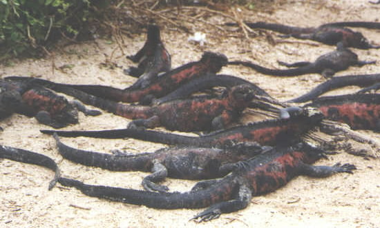 Iguana pileup